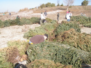 The donation of about 1,000 unsold Christmas trees by East Bay tree vendors, makes THIS possible.