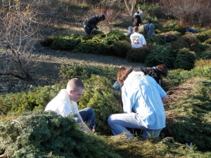 East Bay Regional Park District - The donation of about 1,000 unsold Christmas trees by East Bay tree vendors, makes THIS possible.