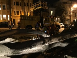 Decades Old Tree Falls on Church Street. Crews work to remove fallen tree and clear debris from MUNI tracks.  Tuesday, December 30th 2014