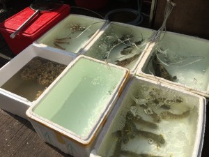Fresh Seafood is kept alive in tanks on the street. 